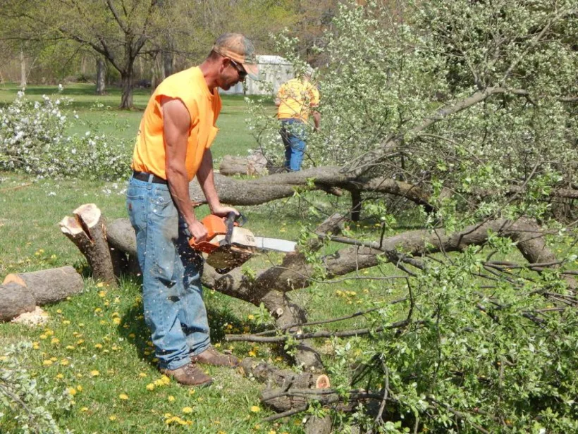 Tree Removal