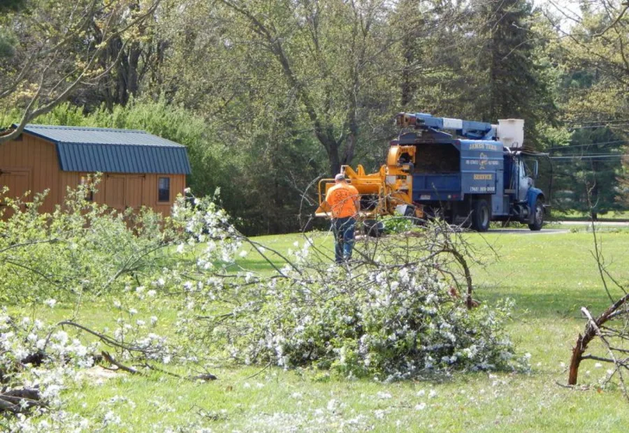 Homeowner filming their trees for a video estimate